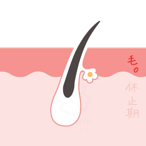 毛囊休止期,男性落髮,女性落髮,掉頭髮,落髮治療,掉髮,育法療程