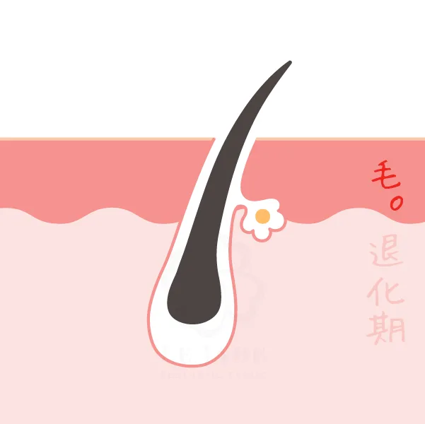 毛囊退化期,男性落髮,女性落髮,掉頭髮,落髮治療,掉髮,育法療程